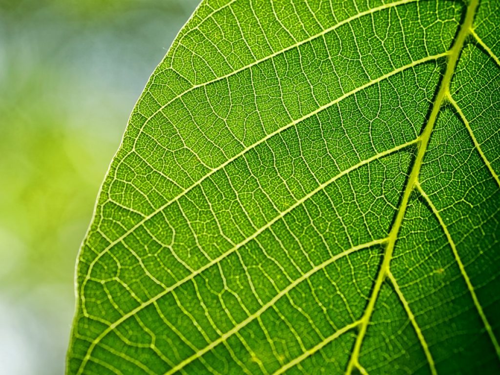 World Environment Day – SDC Leading the Way
